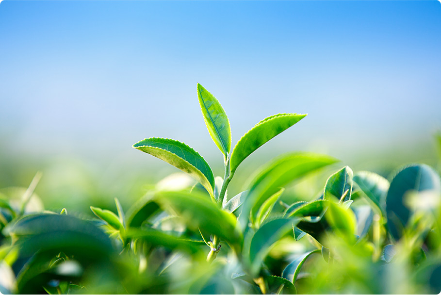 七春茶業